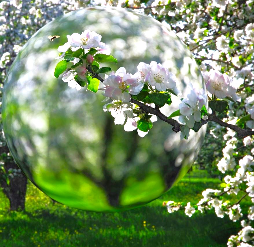 foto di sfera di vetro di fronte a ciliegi in fiore, open call fotografica