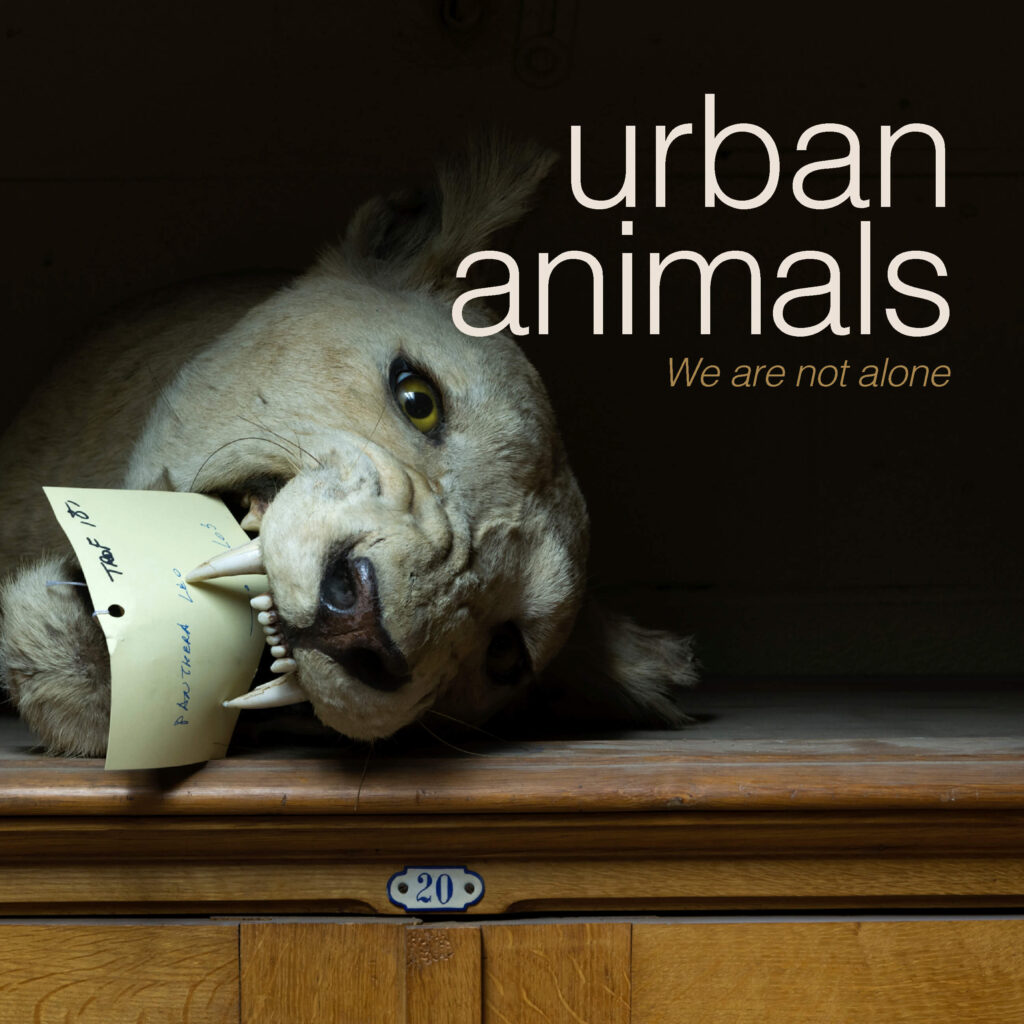 Urban Animals – Vita Urbana, Storie Animali!